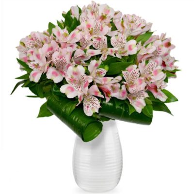 Альстромерия (Alstroemeria): посадка и уход за цветком, сорта