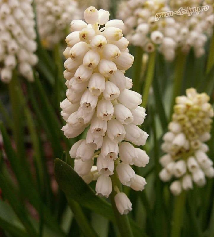 Цветы Мускари (Muscari): виды растения и фото, посадка и уход