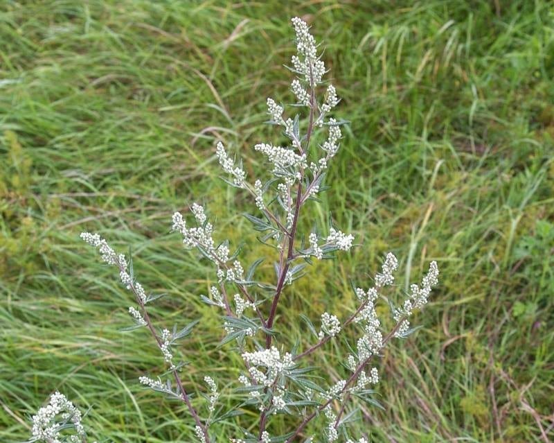 Artemisia или Полынь