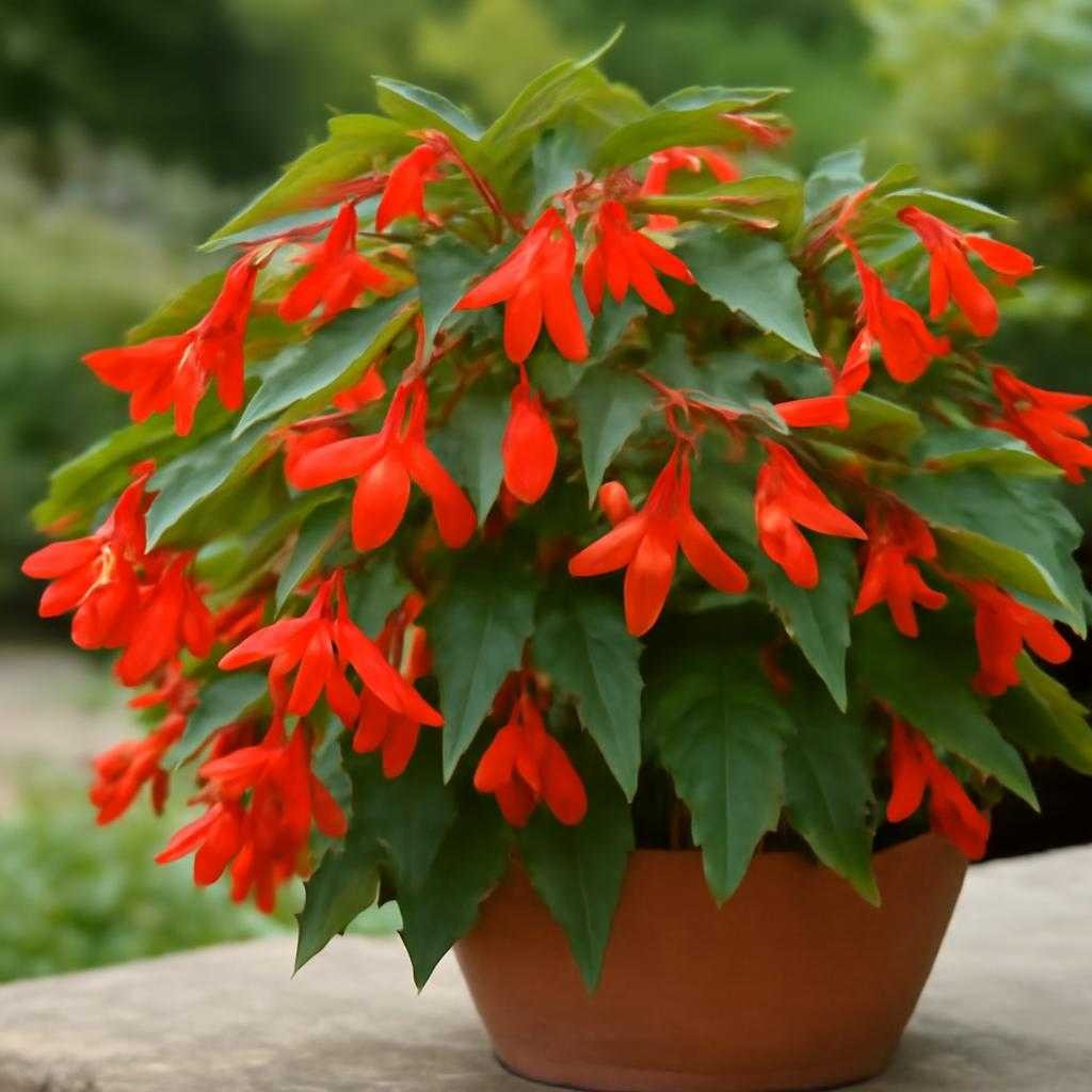 бегония боливийская