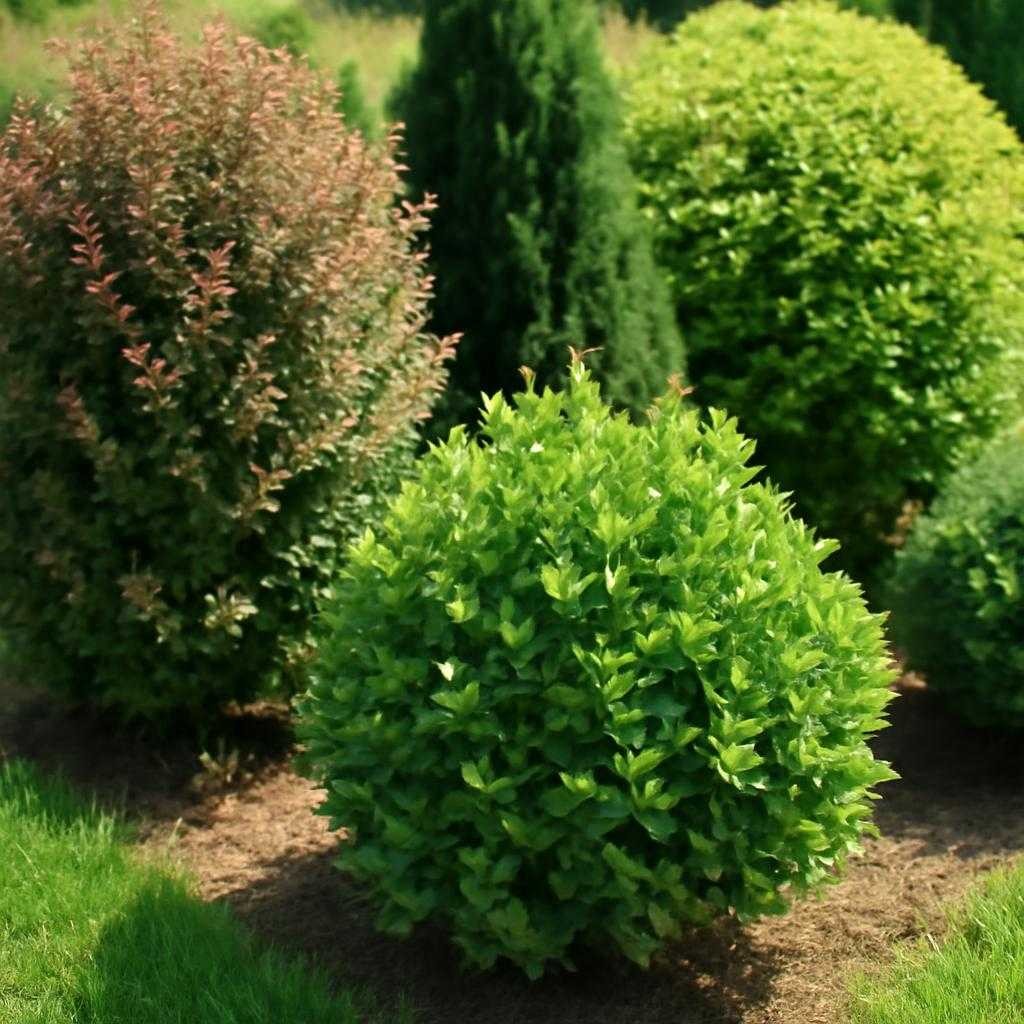 садовые кустарники