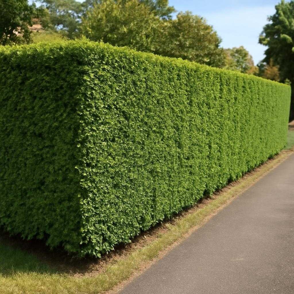 живые изгороди