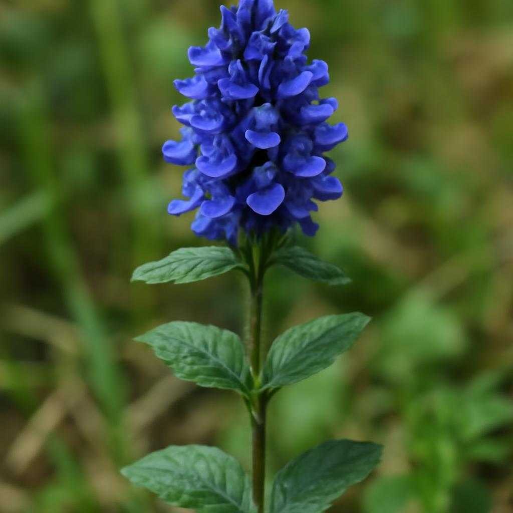 Аметистея голубая