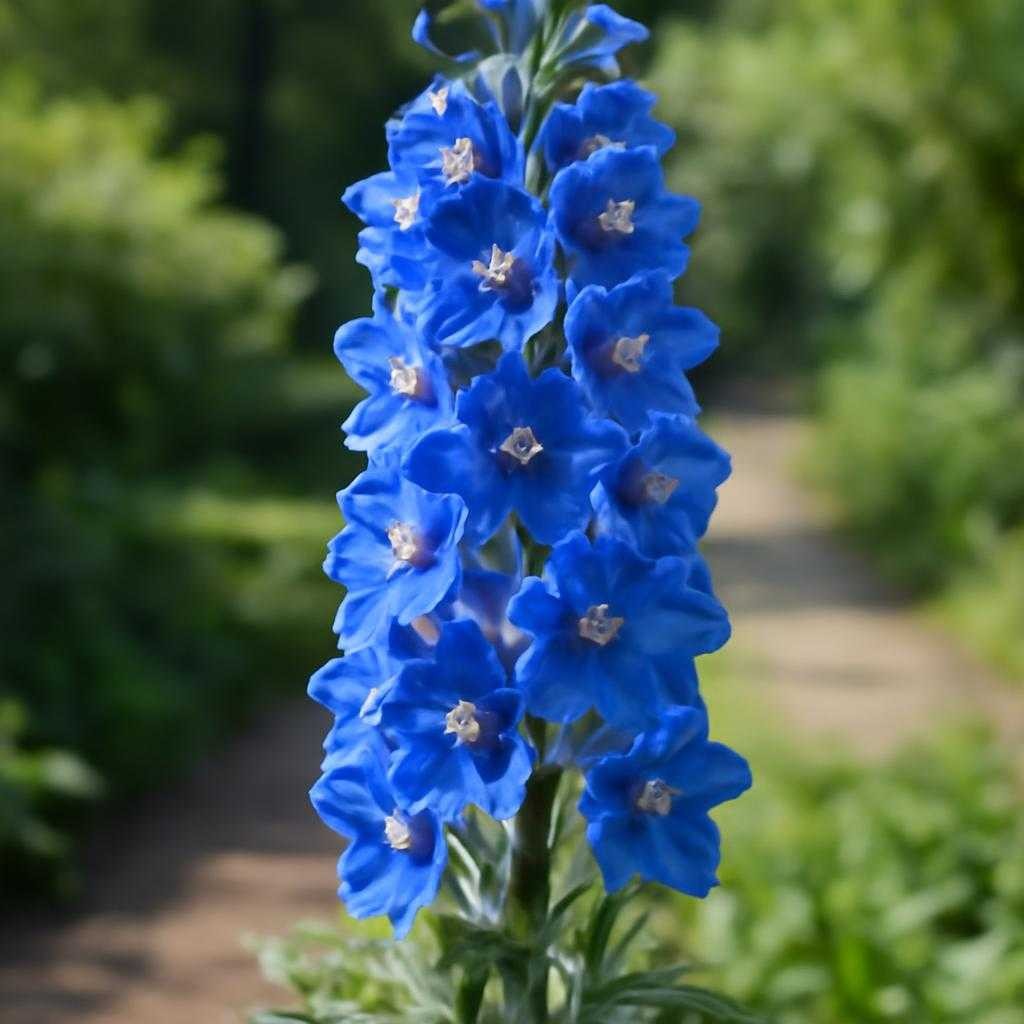 дельфиниум