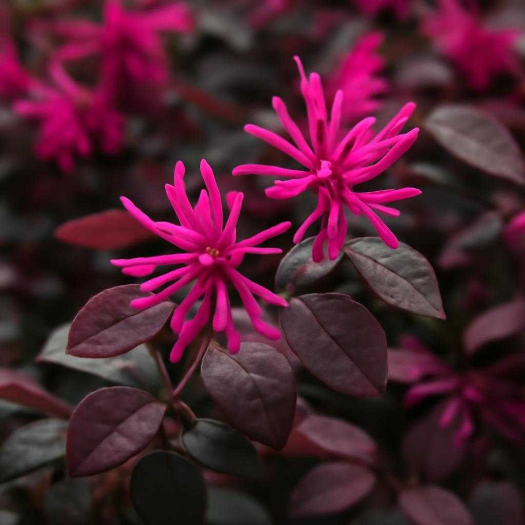 лоропеталум