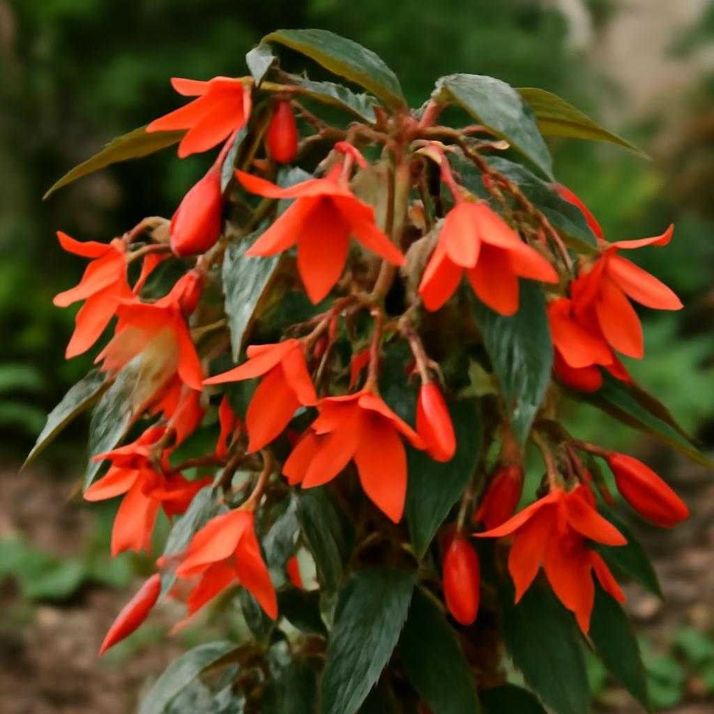 бегония боливийская