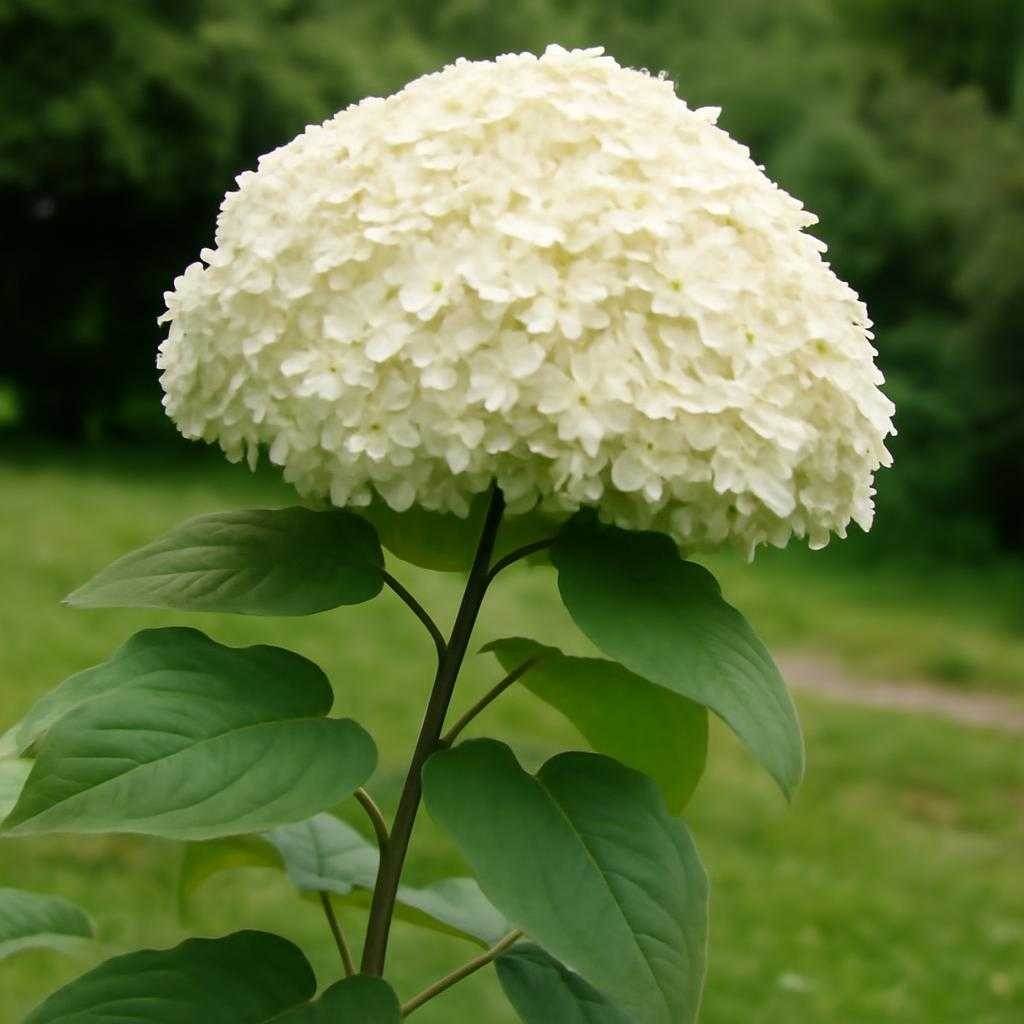 древовидная гортензия