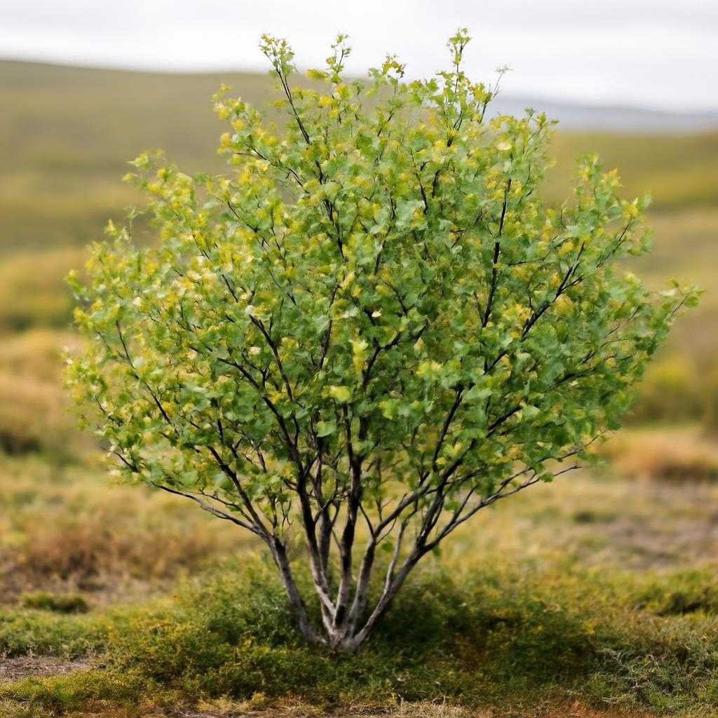 карликовая береза