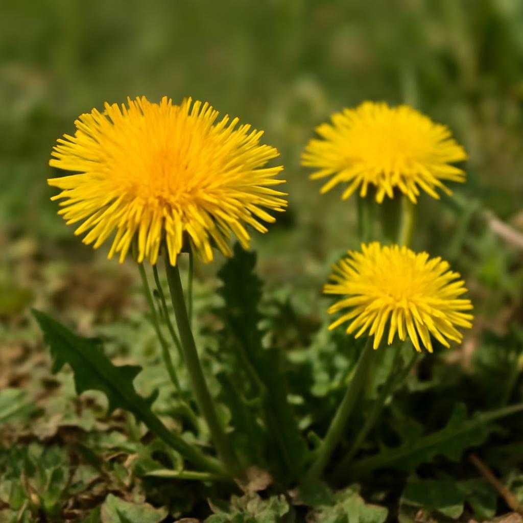 одуванчики