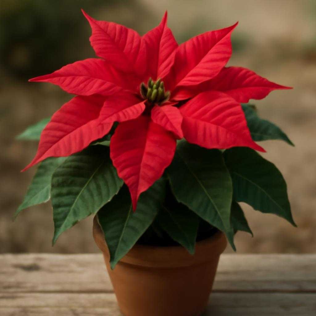 пуансеттия