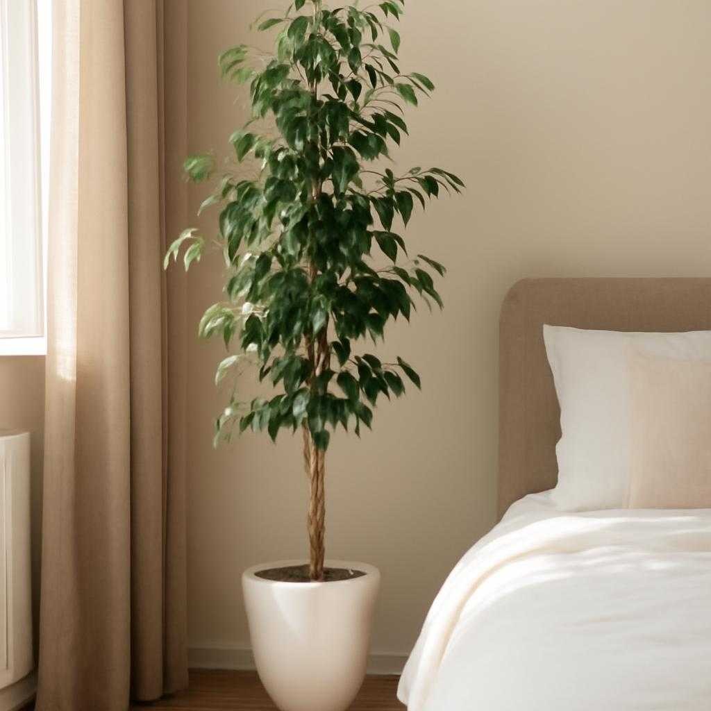 растения для спальни