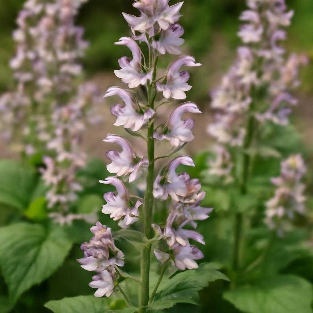 шалфей мускатный