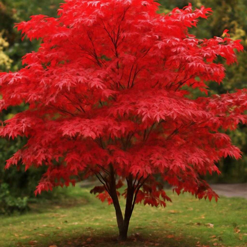 Японский клён