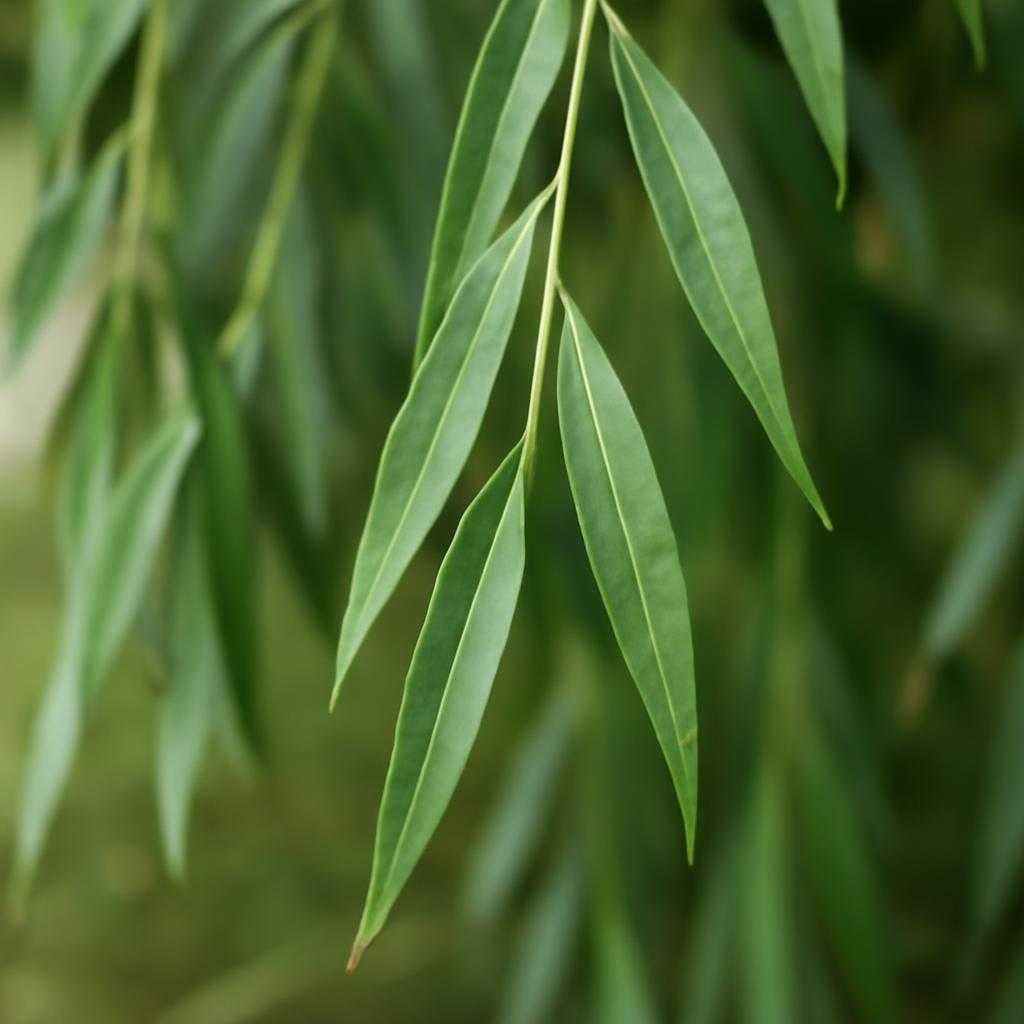 ивовые листья