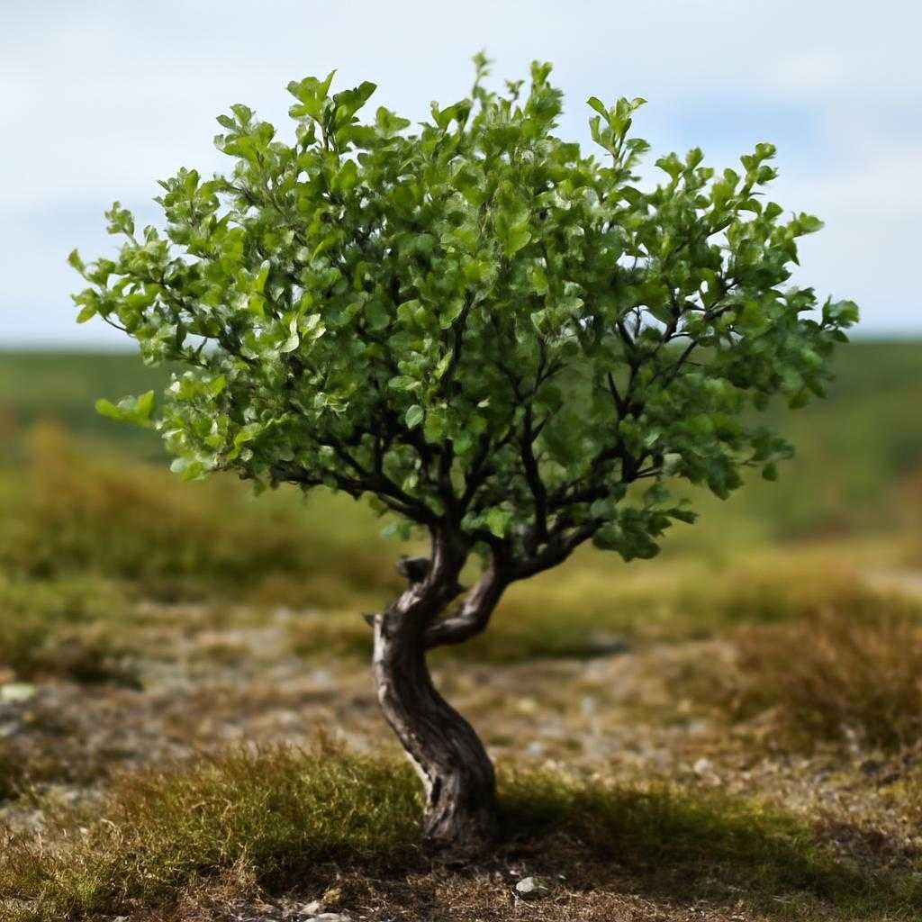 карликовая береза