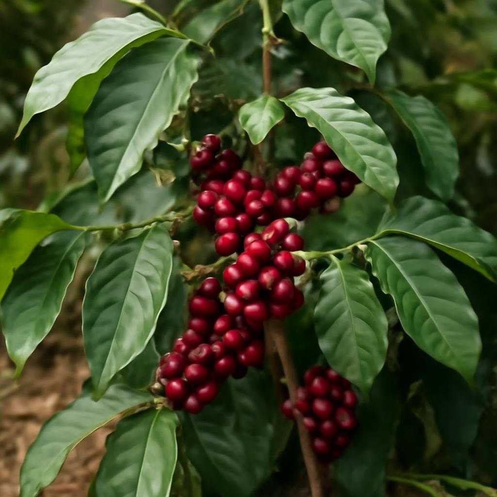 кофейное дерево