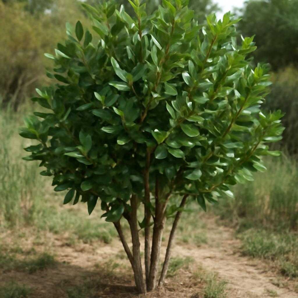 лавровые деревья