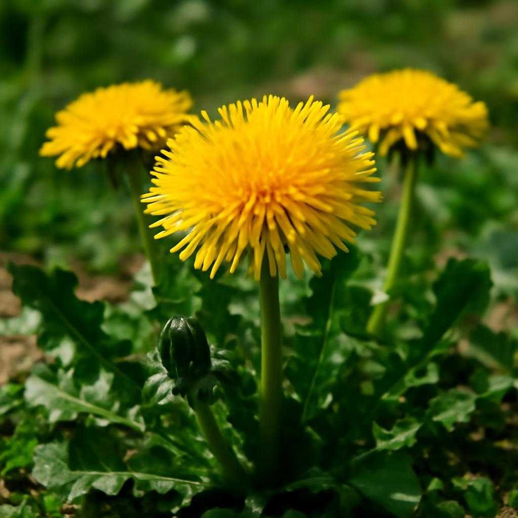 одуванчик лекарственный