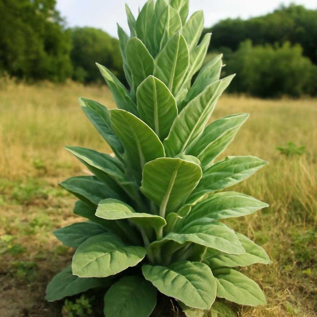 растение-доминанта