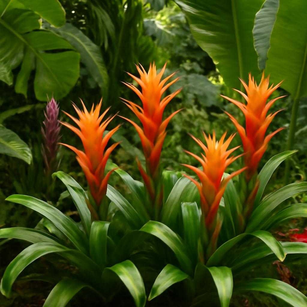 тропифлора