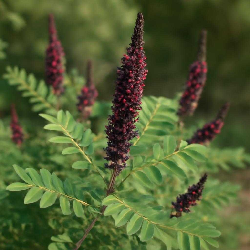 аморфа кустарниковая