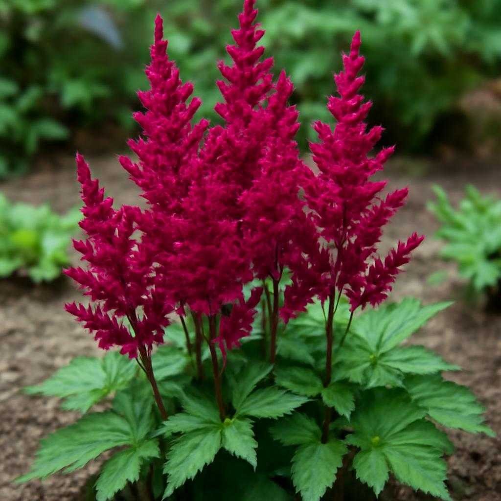 астильба Вижнс ин Ред