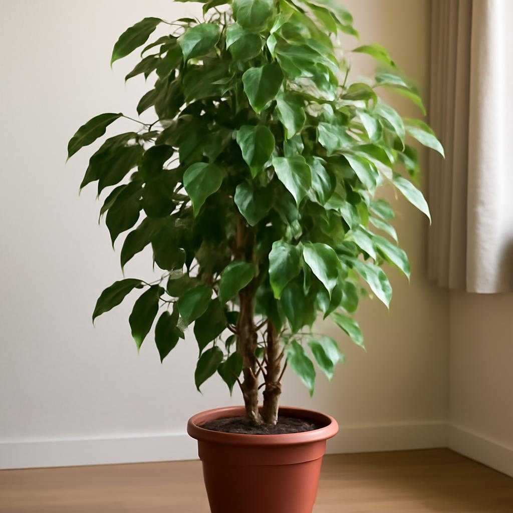 фикус Бенджамина