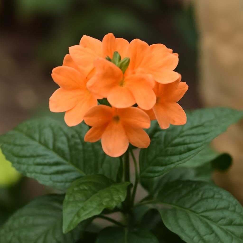 кроссандра