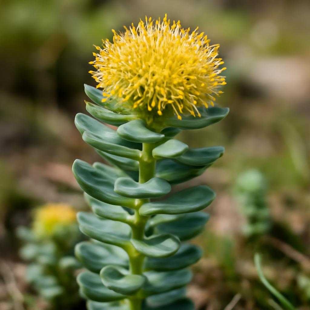 родиола розовая