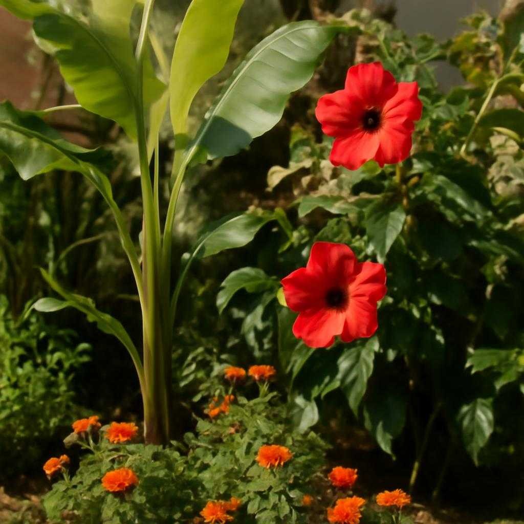 теплолюбивые растения