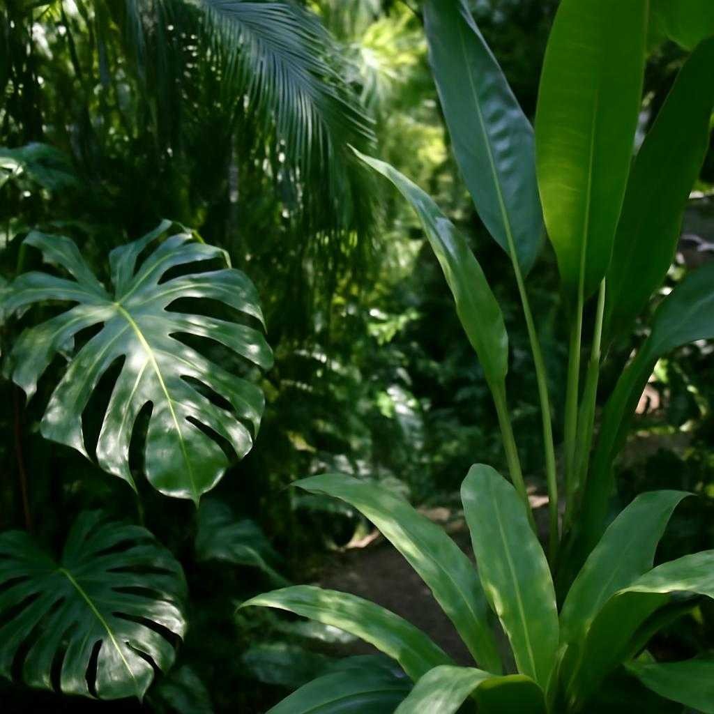 тропические растения