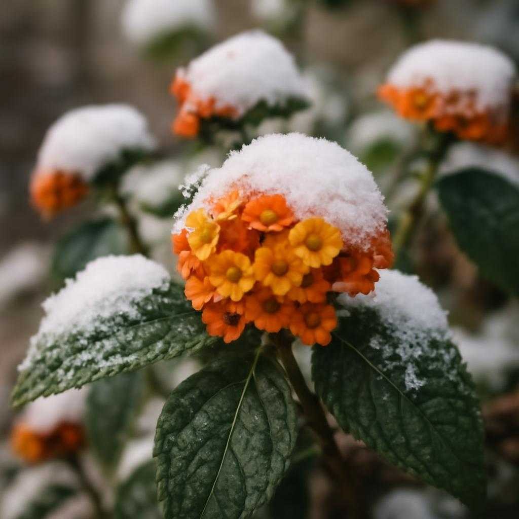 зимовка лантаны