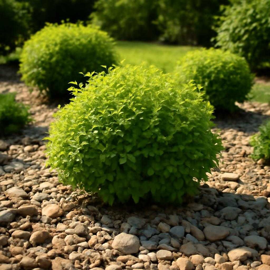 кустарники для солнечного участка с каменистой мульчей